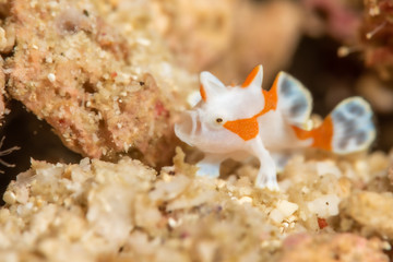 Anglerfisch im Meer bei Anilao, Philippinen