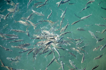 Fototapeta na wymiar Shoal of fish in seawater, many sea fishes top view, fry in the sea, sea fishes on the water surface, small fish on the surface of the sea water aquamarine azure reflection turquoise blue abstract