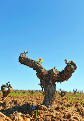  Viñedos de Extremadura en primavera, Denominación de Origen (D.O.) Ribera del Guadiana - Tierra de Barros, cerca de Almendralejo en la provincia de Badajoz, España