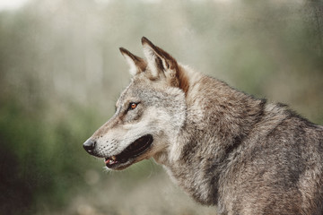 portrait of a wolf