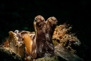 Kokusnuss Oktopus im Meer bei Anilao, Philippinen