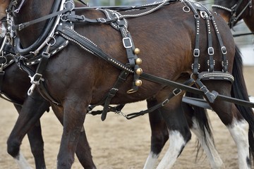 Tack equipment of draft horses
