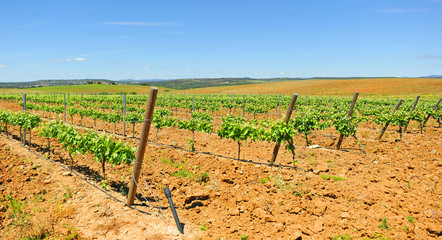 Fototapeta na wymiar Viñedos de Extremadura en primavera cerca de Almendralejo en la provincia de Badajoz, España. Denominación de Origen (D.O.) Ribera del Guadiana - Tierra de Barros