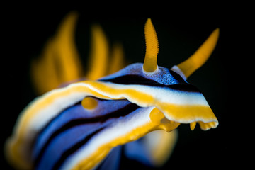 Nacktschnecke im Meer bei Anilao, Philippinen
