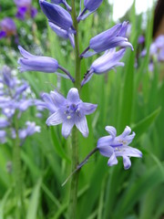 Flowering bluebells in garden in spring