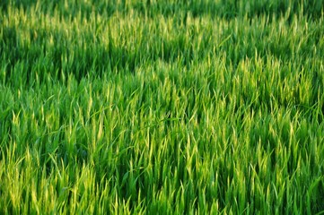 green grass background