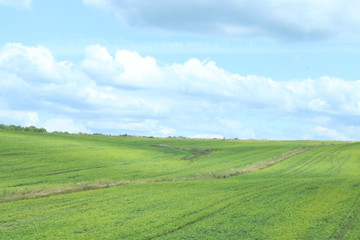 Fototapeta na wymiar green fields