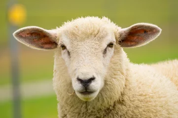 Rolgordijnen Dijk schapen close-up portret © David Daniel