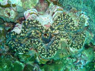 Tridacna sp. clam showing syphon, New Britain, Papua New Guinea