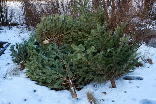 christmas tree end of life garbage