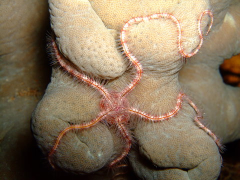 Dark red-spined brittle star (Ophiothrix purpurea) on coral, New Britain, Papua New Guinea