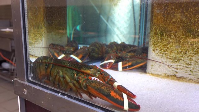 Live lobsters with claws in an aquarium in a restaurant. Keep fresh until cooked.