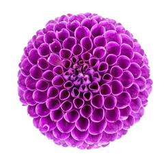 dahlia on a white background