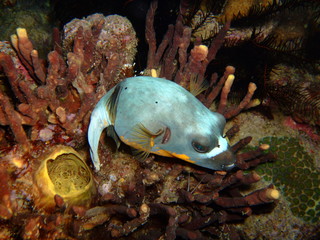 Blackspotted puffer (Arothron diadematus), New Britain, Papua New Guinea