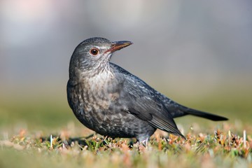 The blackbird (Turdus merula) is a songbird living throughout Europe and South Asia.