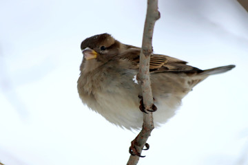 sparrow on branch