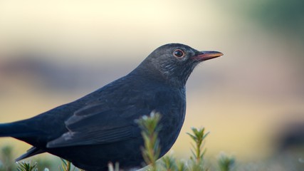 The blackbird (Turdus merula) is a songbird living throughout Europe and South Asia.
