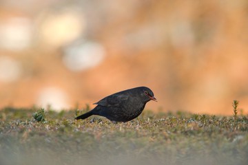 The blackbird (Turdus merula) is a songbird living throughout Europe and South Asia.