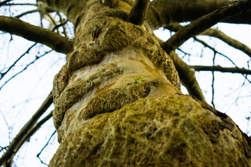 Closeup of tree with burls