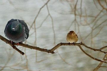 bird on branch