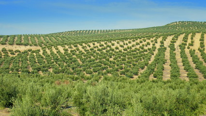 Fototapeta na wymiar große Plantage von Olivenbäumen in Spanien