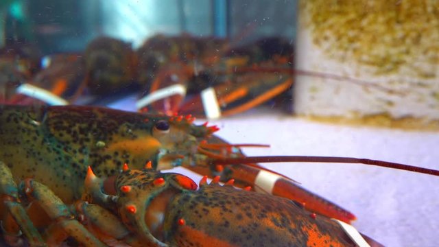 Close-up of live lobster with claws in an aquarium in a restaurant moving antennules