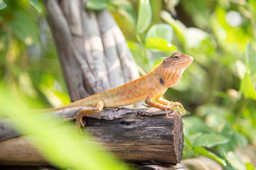 Calotes versicolor or Oriental garden lizard on the Dry branches in the morning.