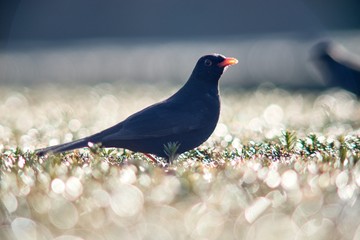 The blackbird (Turdus merula) is a songbird living throughout Europe and South Asia.