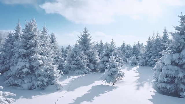 Drone footage flying over a snow covered pine forest