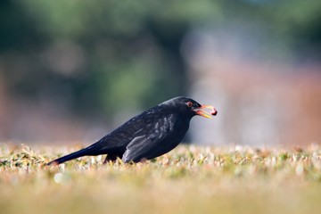 The blackbird (Turdus merula) is a songbird living throughout Europe and South Asia.