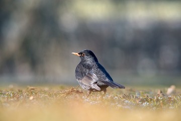 The blackbird (Turdus merula) is a songbird living throughout Europe and South Asia.