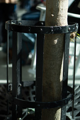 Tree Truck in Cage for Protection