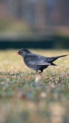 Obraz premium The blackbird (Turdus merula) is a songbird living throughout Europe and South Asia.