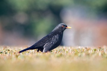 The blackbird (Turdus merula) is a songbird living throughout Europe and South Asia.