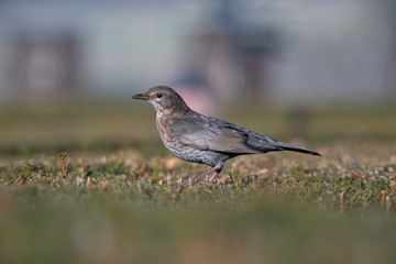 The blackbird (Turdus merula) is a songbird living throughout Europe and South Asia.