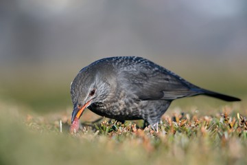 The blackbird (Turdus merula) is a songbird living throughout Europe and South Asia.