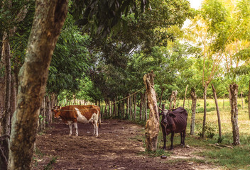 Corral with two cows,Livestock, sustainability, vegan, animal life, abuse, La Ceiba, Honduras