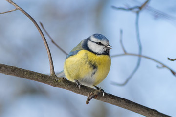 The blue tit on the branch in winter