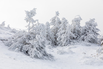 Fototapeta na wymiar Snow-covered trees in the mountains of Guadarrama in Madrid, Spain