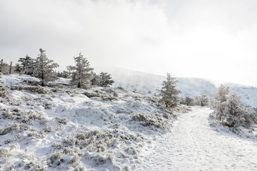 Fototapeta na wymiar Snow-covered trees in the mountains of Guadarrama in Madrid, Spain