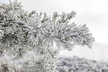 Snow-covered trees in the mountains of Guadarrama in Madrid, Spain
