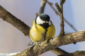 The great tit is sitting on the branch