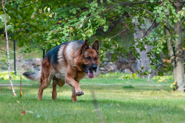 Naklejka na ściany i meble Dog German Shepherd moves, plays and jumps on a green lawn. Pedigree dog outdoors on a sunny summer day.