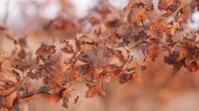  oak leaves on a blurry background 