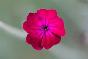  Lychnis coronaria, Silene coronaria, firletka kwiecista, różowy kwiat