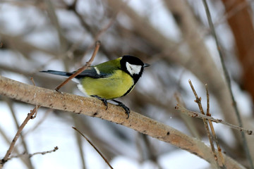 great tit on branch