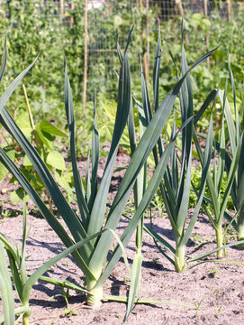 Leek
