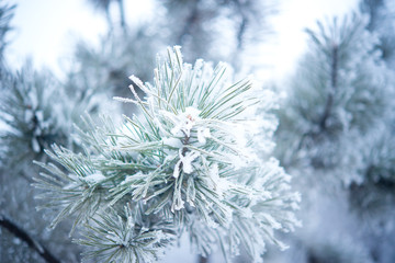 Winter tree with snow