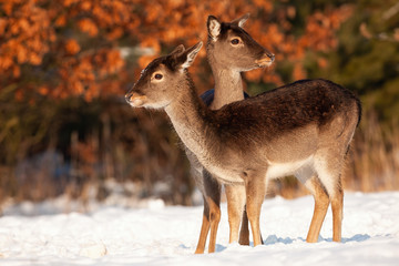 Wholesome fallow deer, dama dama, family standing close together on snow in winter. Group of two...