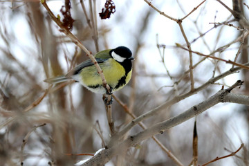 great tit on branch